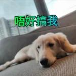 热死狗！