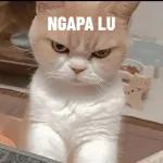 lu pikir gw peduli