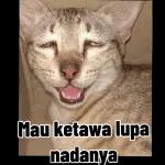 bacot