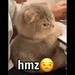 hmz 13