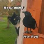 kok gak terbang? belum di puji