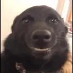 Boleh star plan harini