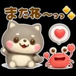 夏にかわいい♡豆柴日和