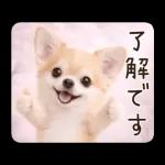 春のほんわかチワワ♡