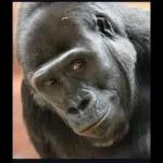 Cómo dijo el mecánico !!! NO me comprometo