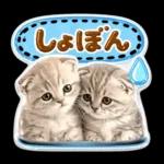 かわいい猫の写真 ぷくぷく