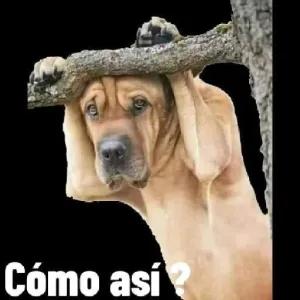 Cómo así? - getsticker.com