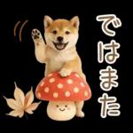 大人かわいい秋の癒し柴犬