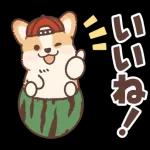 コーギーにとっての雨季と初夏