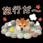 大人かわいい秋の癒し柴犬