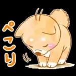 大人の夏❤️いやしばいぬ❤️柴犬