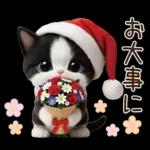 可愛いハチワレ猫 サンタ帽 冬 気づかい