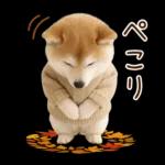 大人かわいい秋の癒し柴犬