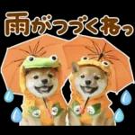 梅雨初夏♡わんこ
