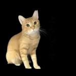 チャイさんの日常