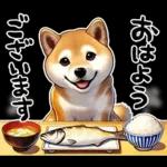 柴犬ワンダフル！！！！！