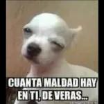 CUANTA MALDAD HAY EN TI, DE VERAS...