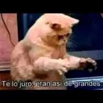 Te lo juro, eran así de grandes.