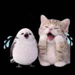 仲良し♡シマエナガと子猫ちゃん