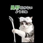 毎年使える♪リアルなにゃんこの年末年始