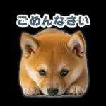 リアクションする柴犬【連絡用・日常会話】