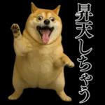 ガンギマリの柴犬＠エロ・日常会話