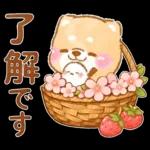 シマエナガといやしばいぬ❤️春/柴犬敬語