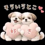 気持ち伝わる癒やしシーズー