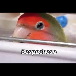 Sospechoso - getsticker.com