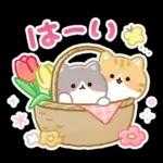 ふんわりにゃんこの春