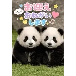 飛び出す♡パンダの家族連絡