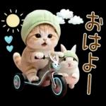 ずっと使える メロン帽が可愛い 猫とウサギ