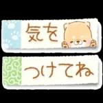 初夏❤️いやしばいぬ❤️16/柴犬