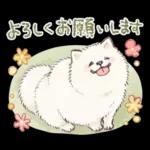 Samoyed-san in Spring
