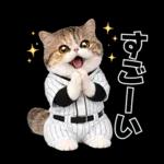 野球をする猫
