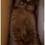 котики