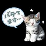 ねこちぃず♡梅雨〜初夏ver