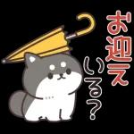 飛びだす！お返事シバイヌくん（雨の日）