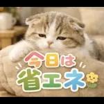 飛び出す♡やる気ないにゃんこ