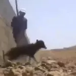 Figurinhas engraçadas🤣🤣