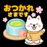 そっと寄りそうサモエド