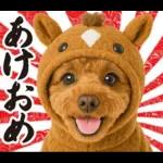 ウマの着ぐるみトイプードル【午年/2026】