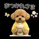 春♡とってもかわいいトイプードル