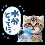 ねこちぃず♡梅雨〜初夏ver