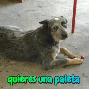 quieres una paleta - getsticker.com