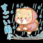 雨、梅雨、夏に使う❤️いやしばいぬ❤️柴犬