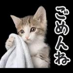 リアルな子猫ミーム（秋ハロウィン）
