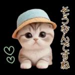 スコティッシュ猫 カラフル帽 夏 敬語