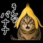 キジトラ猫飼いさんのダジャレ