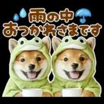 梅雨初夏♡わんこ